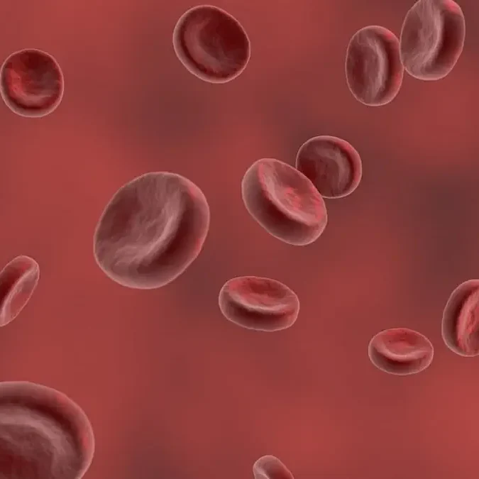 red blood cell 2